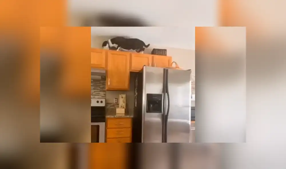 Desliza para ver el inusual comportamiento de este perrito. Foto: mako_thecatdog/TikTok Desliza para ver el inusual comportamiento de este perrito. Foto: mako_thecatdog/TikTok