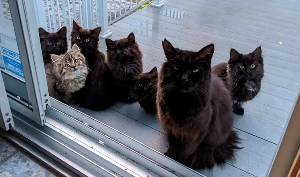 Los pequeños son cuidados por un refugio de animales. Foto: Chatons Orphelins Montréal / Facebook Los pequeños son cuidados por un refugio de animales. Foto: Chatons Orphelins Montréal / Facebook