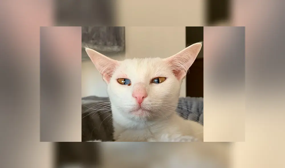 YouTube viral: gato que tiene los ojos de dos colores se vuelve 'influencer' por su extraña condición