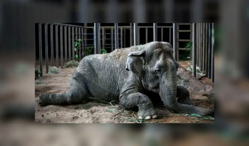 Ramba, la elefanta maltratada durante 40 años en los circos de Chile, falleció debido a un mal renal, según los veterinarios. Foto: Difusión Ramba, la elefanta maltratada durante 40 años en los circos de Chile, falleció debido a un mal renal, según los veterinarios. Foto: Difusión