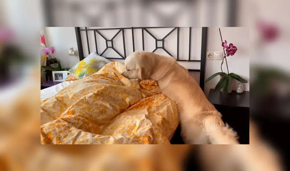 Desliza hacia la izquierda para ver las imágenes del viral de Facebook. Desliza hacia la izquierda para ver las imágenes del viral de Facebook.