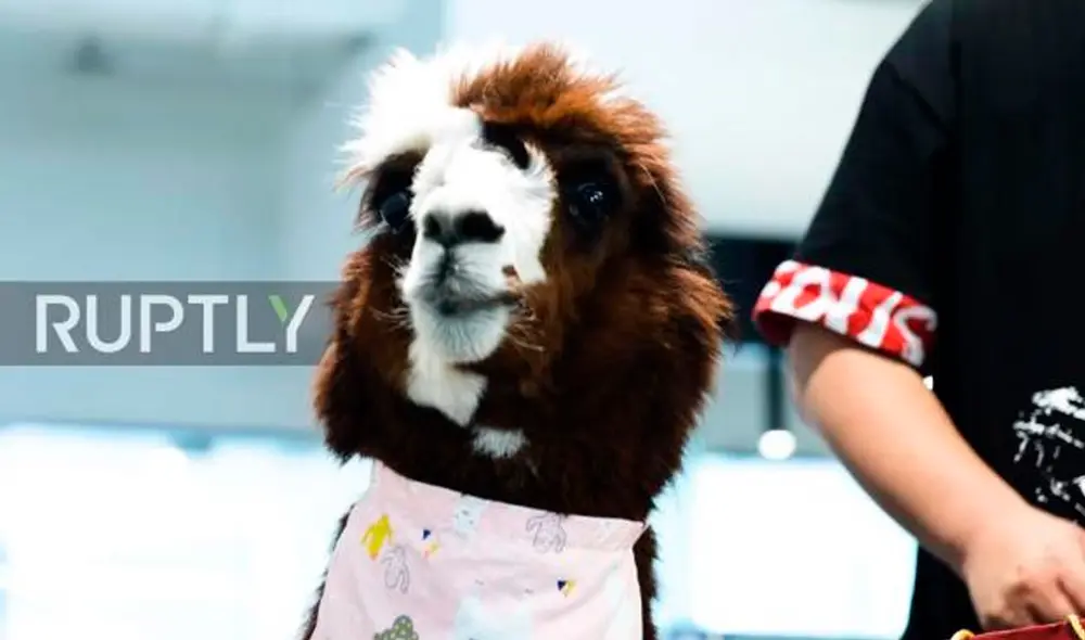 Tuo Baiwan, es el ejemplar fruto de la mezcla entre llama y alpaca. Foto: Captura / Ruptly