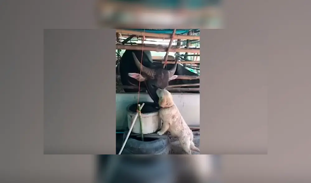 Desliza hacia la izquierda para ver el conmovedor encuentro entre un perro y búfalo. Video viral de Facebook. Desliza hacia la izquierda para ver el conmovedor encuentro entre un perro y búfalo. Video viral de Facebook.