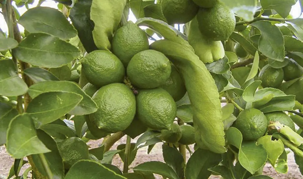 El cultivo de la shiringa se desarrolla en los valles del Mishquiyacu y el Bajo Mayo El cultivo de la shiringa se desarrolla en los valles del Mishquiyacu y el Bajo Mayo