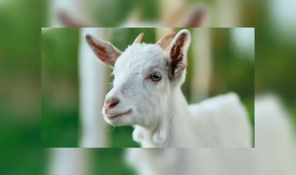 El cabrito había cruzado a una propiedad vecina. Fuente: foto referencial.