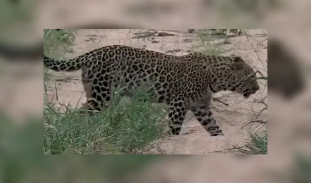 YouTube viral: un leopardo le tendió trampa a marmota bebé y tuvo inesperado final [VIDEO] 