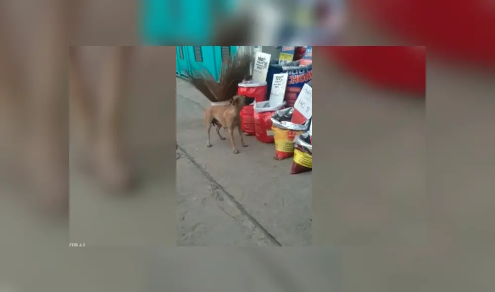 Desliza las imágenes para ver la curiosa escena que protagonizó este perrito que robó comida para sobrevivir. Fotocaptura: Viral Press/YT Desliza las imágenes para ver la curiosa escena que protagonizó este perrito que robó comida para sobrevivir. Fotocaptura: Viral Press/YT