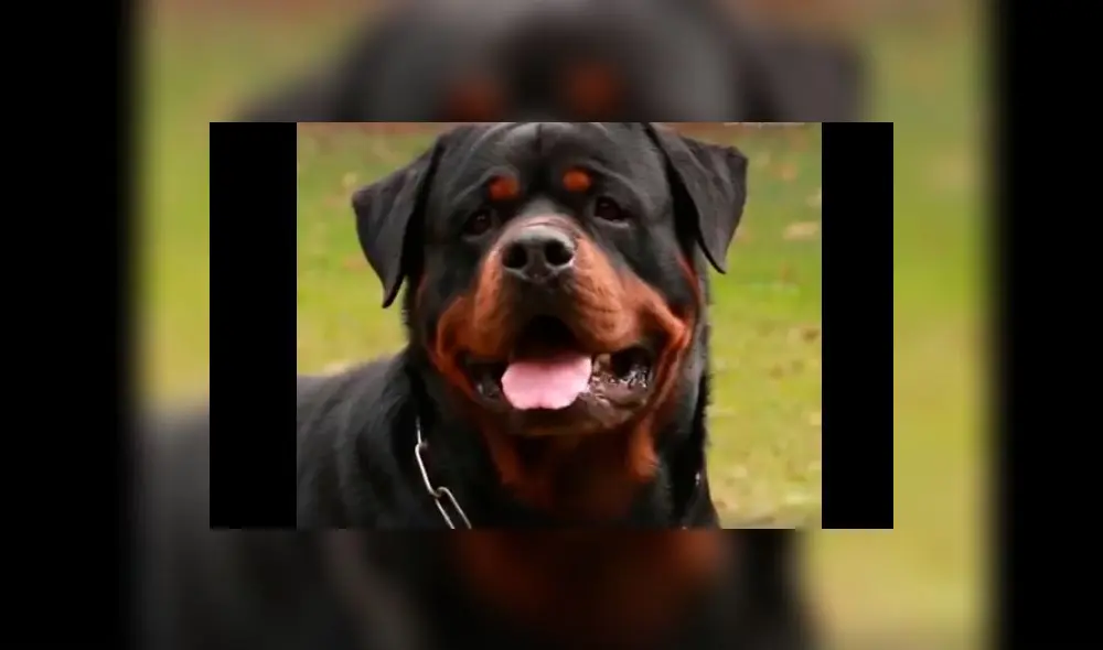 ¿Son los perros Rottweiler una amenaza? 