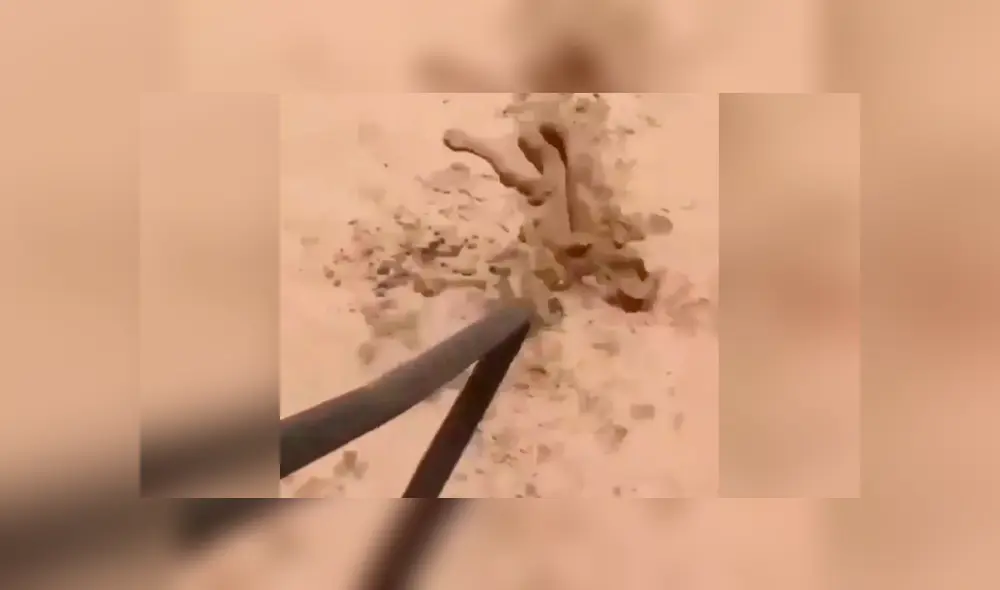 En Facebook se volvió viral la extraña aparición que hizo una peligrosa serpiente para atacar a un joven.