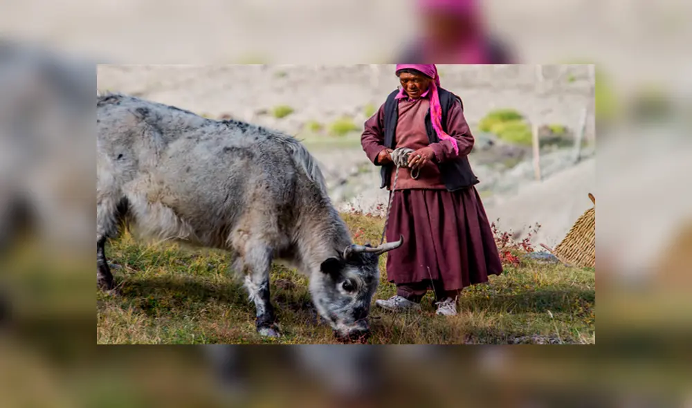 Desliza para ver el aspecto del híbrido que sorprendió a todos en YouTube. Foto: Captura. Desliza para ver el aspecto del híbrido que sorprendió a todos en YouTube. Foto: Captura.