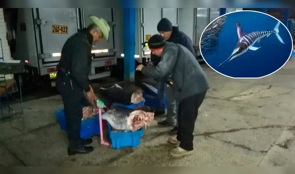 Incautan más de 200 kilos de especie acuática protegida en Tacna