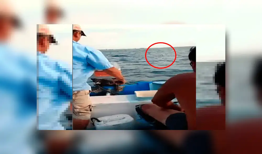 lomito náufrago lomito náufrago