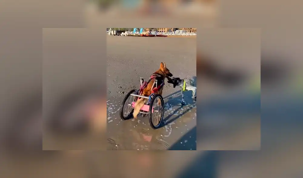 Desliza las imágenes para conocer el conmovedor momento que tuvieron dos perros al volverse a ver después de tiempo. Foto: Captura. Desliza las imágenes para conocer el conmovedor momento que tuvieron dos perros al volverse a ver después de tiempo. Foto: Captura.