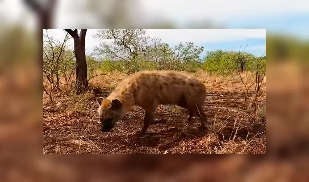 Desliza hacia la izquierda para ver el encuentro de un turista con hienas que se ha vuelto viral en YouTube.