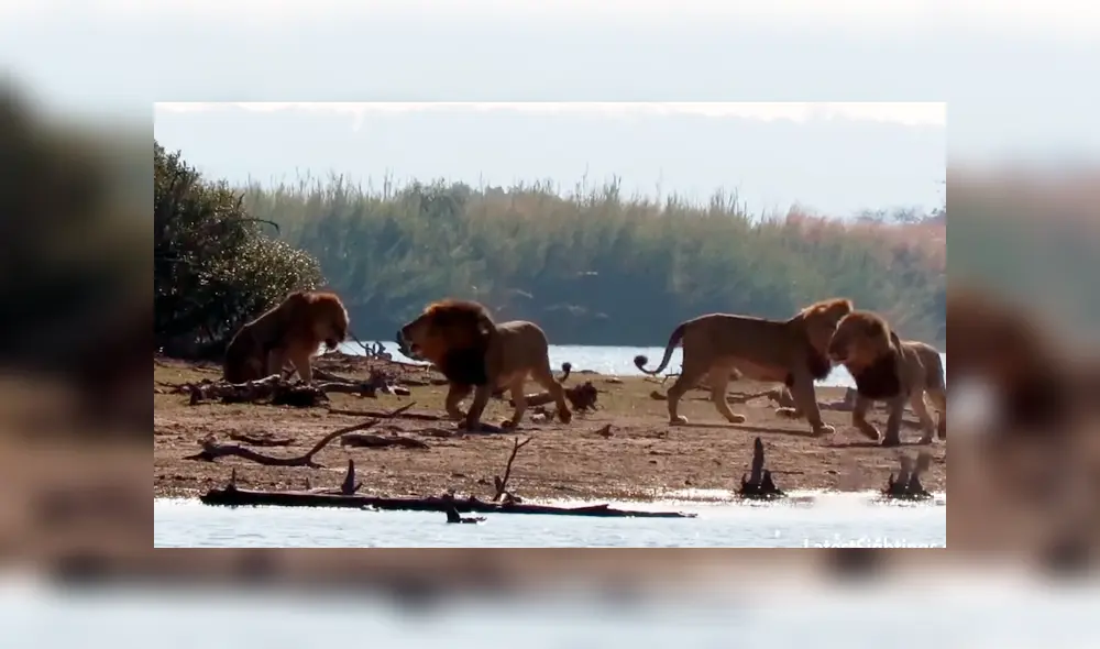 Desliza para ver las impactantes imágenes de este combate. Foto: Kruger Sightings / YouTube