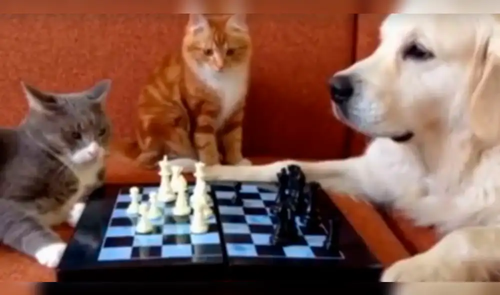 Facebook: mascotas tienen épica pelea mientras se encontraban jugando ajedrez [VIDEO]