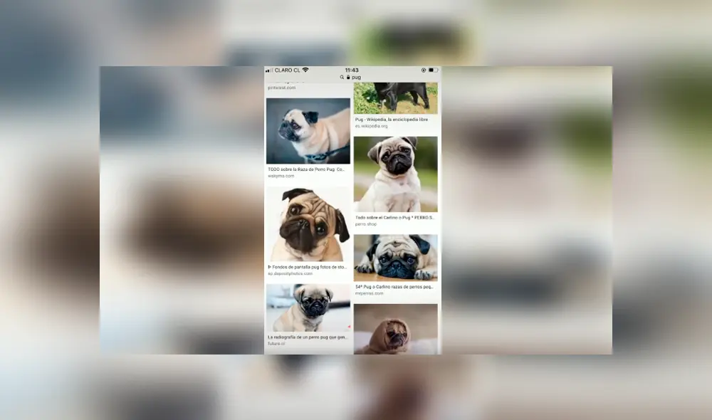 Desliza las imágenes hacia la izquierda para conocer la verdadera raza de un perro que adoptó una joven. Desliza las imágenes hacia la izquierda para conocer la verdadera raza de un perro que adoptó una joven.