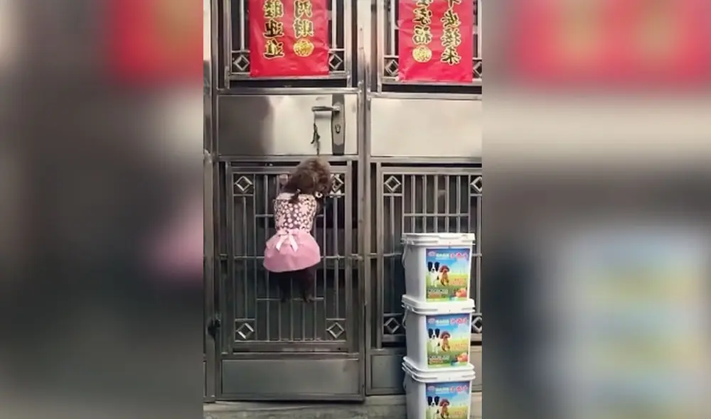 Las imágenes revelan la 'astucia' de este grupo de cachorros para entrar a jugar a una vivienda. Foto: captura de TikTok Las imágenes revelan la 'astucia' de este grupo de cachorros para entrar a jugar a una vivienda. Foto: captura de TikTok