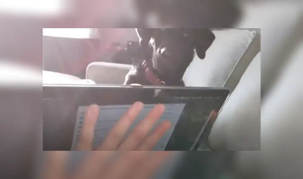 Video es viral en YouTube. La perra interrumpió a su propietaria mientras ella hacía teletrabajo, tratando de apagar su laptop para que juegue con él. Fotocaptura: YouTube Video es viral en YouTube. La perra interrumpió a su propietaria mientras ella hacía teletrabajo, tratando de apagar su laptop para que juegue con él. Fotocaptura: YouTube