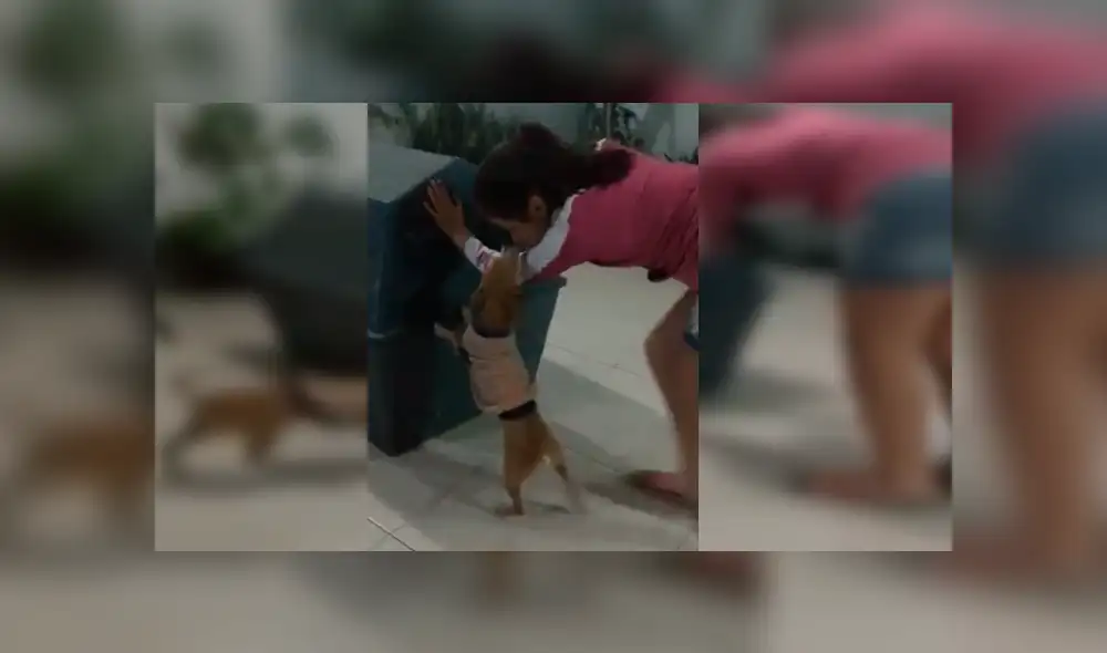 Video es viral en Facebook. La perra, de raza chihuahua, ha conmovido a cientos de internautas, tras acudir al llamado de su dueña al ver que necesitaba ayuda Video es viral en Facebook. La perra, de raza chihuahua, ha conmovido a cientos de internautas, tras acudir al llamado de su dueña al ver que necesitaba ayuda
