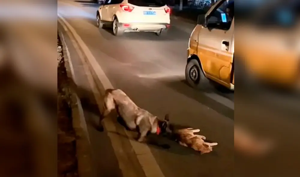 Desliza las imágenes para ver el noble acto de Pantera Negra con el felino que murió atropellado en una carretera. Foto: TikTok