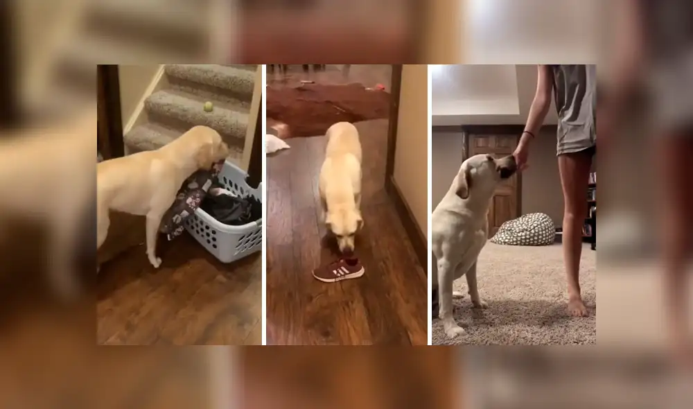 Desliza las imágenes para ver cómo un perro apoya a su dueño y ordena las cosas en su hogar. Foto: Captura. Desliza las imágenes para ver cómo un perro apoya a su dueño y ordena las cosas en su hogar. Foto: Captura.