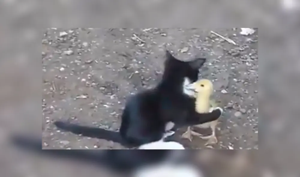 Facebook viral: Parece que gato intenta comerse un pato bebé, pero ocurre lo inesperado [VIDEO]