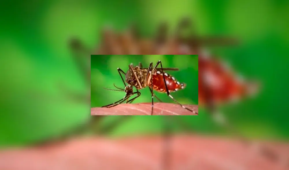 El dengue mayormente se transmite mediante la picadura de un mosquito. Foto: difusión