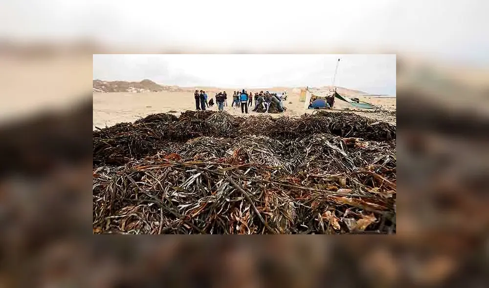 Algas marinas en peligro