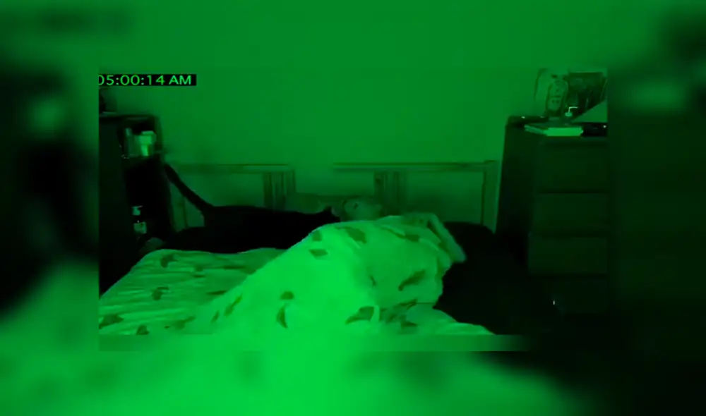 YouTube viral: mujer descubre lo que hacían sus gatos tras instalar una cámara escondida [VIDEO]