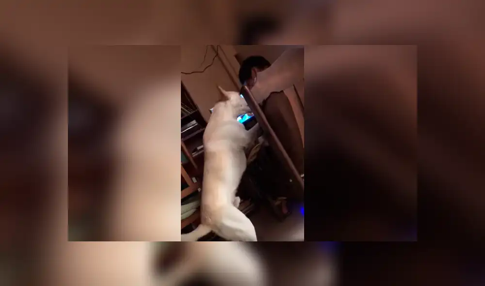 Desliza las imágenes hacia la izquierda para conocer el duro comportamiento de un perro para vigilar a su dueño.