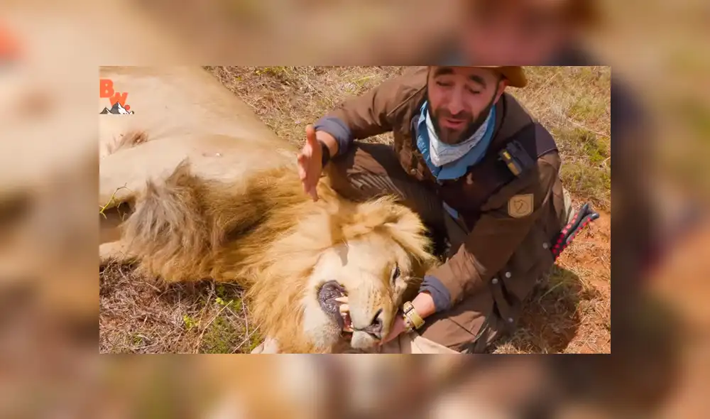 Turista se acerca a enorme león y graba sus enormes colmillos. Turista se acerca a enorme león y graba sus enormes colmillos.
