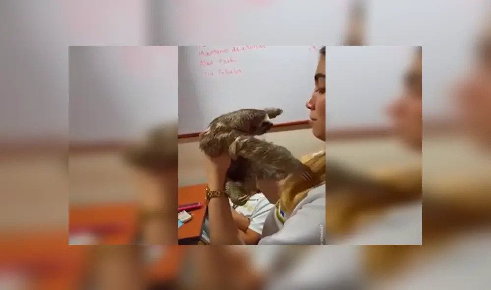 Desliza las imágenes hacia la izquierda para apreciar el conmovedor abrazo que brindó un oso perezoso a una mujer.