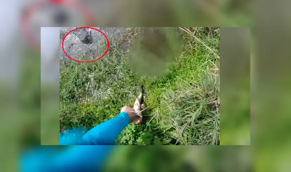 Video de Youtube muestra el aterrador momento que vivió un pescador cuando fue sorprendido por un enorme cocodrilo que salió intempestivamente de un lago para atacarlo Video de Youtube muestra el aterrador momento que vivió un pescador cuando fue sorprendido por un enorme cocodrilo que salió intempestivamente de un lago para atacarlo
