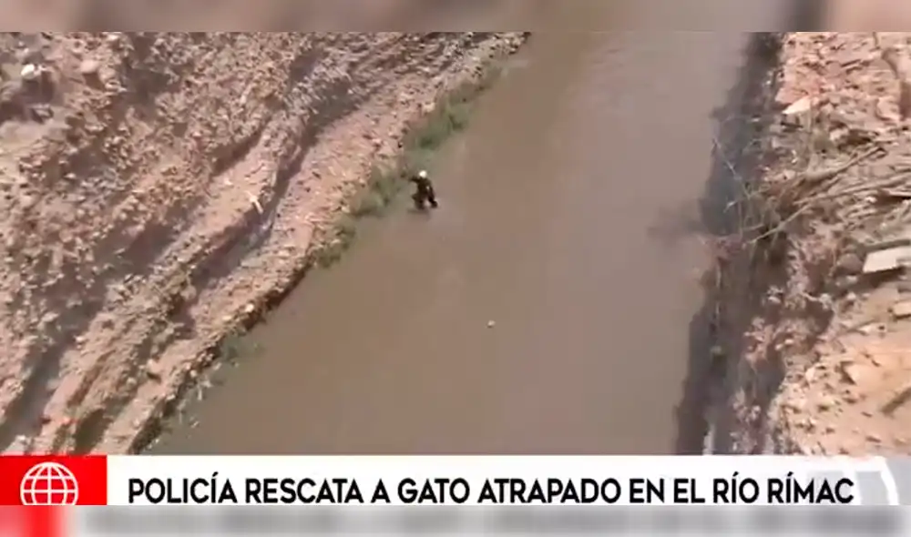 Policía Nacional rescató a gato ‘Moisés’ de las aguas del río Rímac [VIDEO]