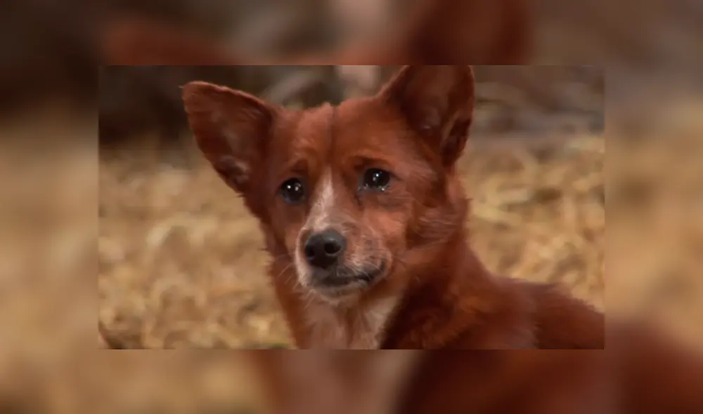 YouTube viral: perro llora de emoción al reencontrarse con vaca que lo cuidó desde bebé 