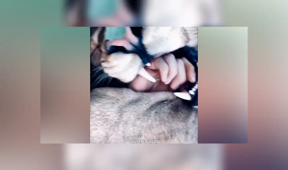 Desliza hacia la izquierda para ver la reacción que tuvo un enorme león con su amo. Escena viral de YouTube. Desliza hacia la izquierda para ver la reacción que tuvo un enorme león con su amo. Escena viral de YouTube.