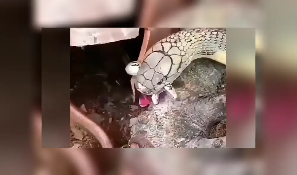 Facebook: gigantesca ‘Cobra real’ se enfrenta a culebra y desenlace aterroriza a miles [VIDEO]