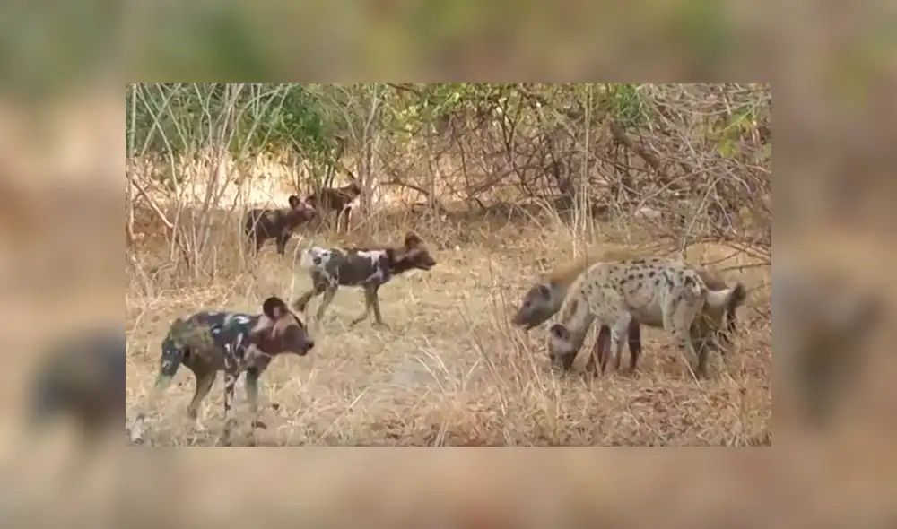Hambrientas hienas le quitan presa a perros salvajes y estos se ‘vengan’ de la peor manera [VIDEO] 