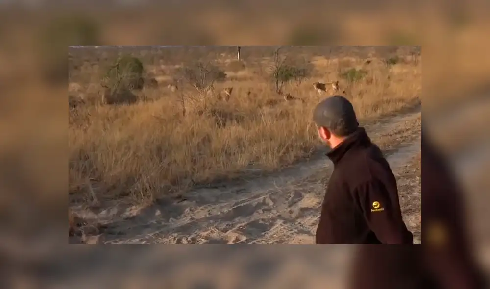 Hombre vive terrorífico momento al quedar frente a frente de leones camuflados entre la hierba. Hombre vive terrorífico momento al quedar frente a frente de leones camuflados entre la hierba.