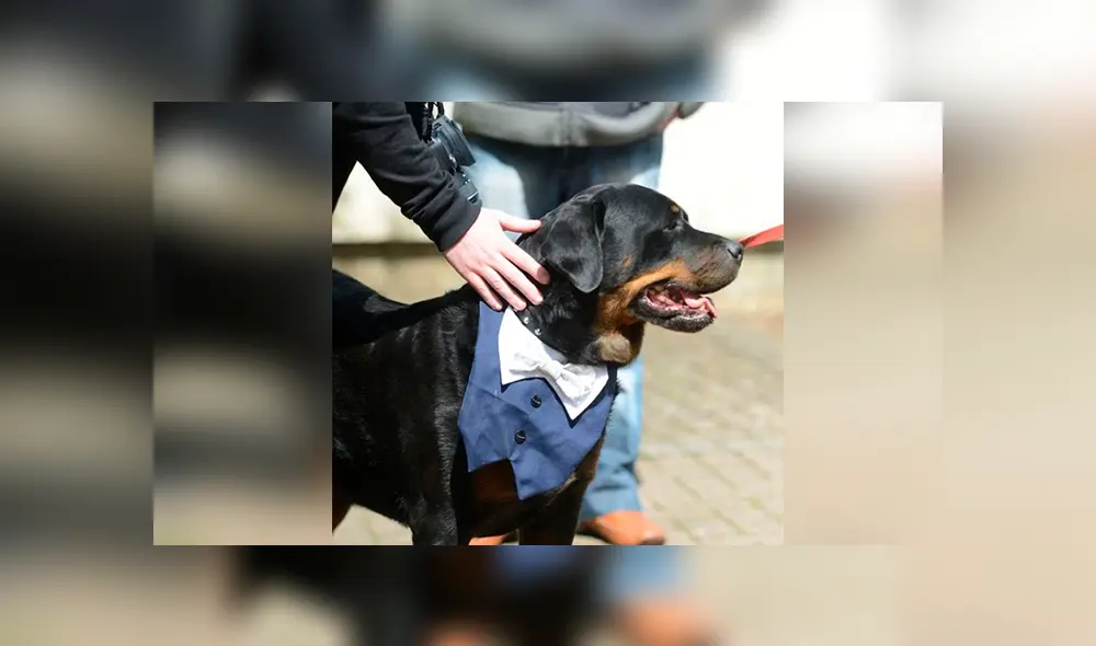 Perro testigo de la boda de sus dueños ‘se opone’ en plena ceremonia [VIDEO]
