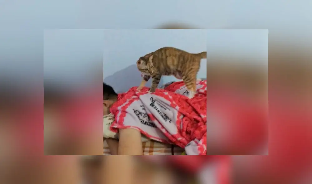 Desliza las imágenes para ver la divertida escena que protagonizó una gatita y su dueño. Foto: Captura/ViralHog Desliza las imágenes para ver la divertida escena que protagonizó una gatita y su dueño. Foto: Captura/ViralHog