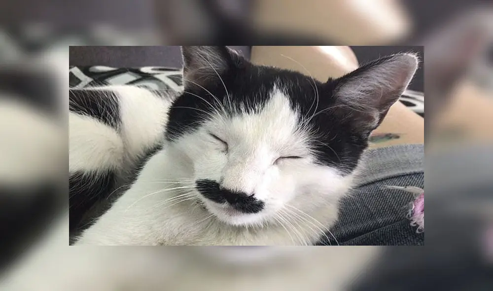 Desliza para conocer a Alberto, el gatito con bigote que se parece a Hitler. Foto: Caters News Agency Desliza para conocer a Alberto, el gatito con bigote que se parece a Hitler. Foto: Caters News Agency