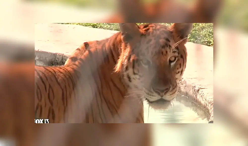 Desliza para conocer al tigón, el felino híbrido que asombró a todos en YouTube. Foto: Captura.