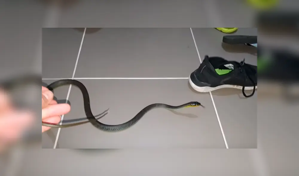 Desliza hacia la izquierda para ver al reptil que aparece en el video viral de YouTube.