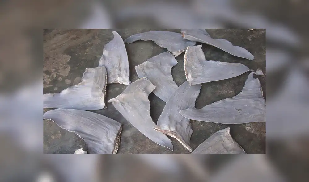 Aletas de tiburón