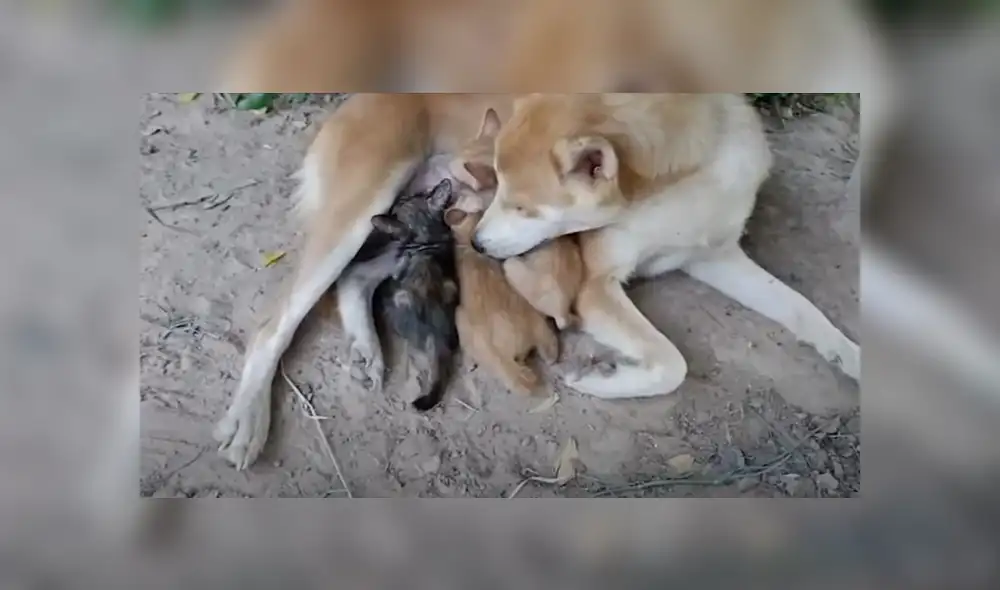 Desliza hacia la izquierda para ver las imágenes del tierno viral de Facebook.