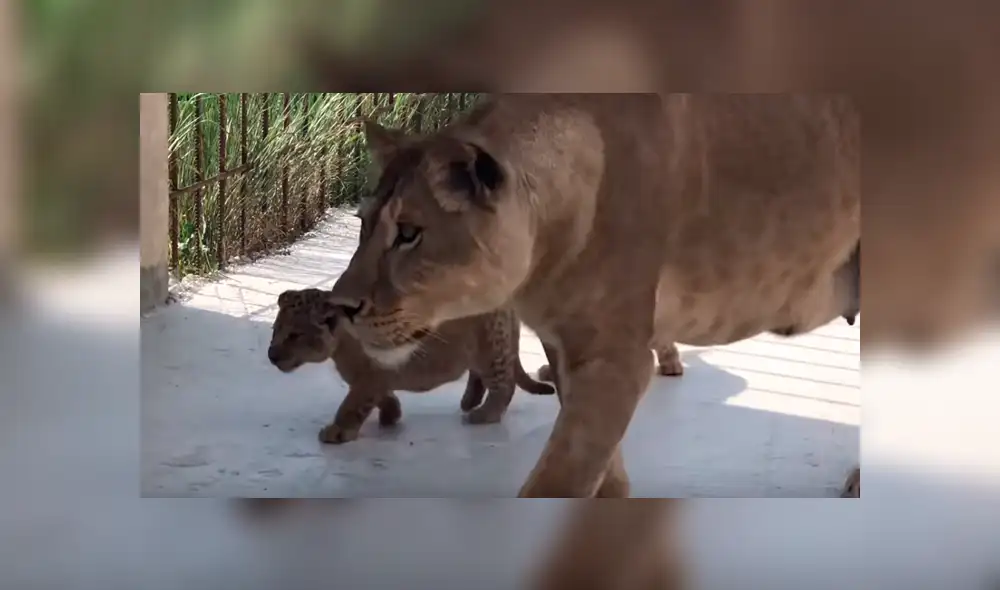 YouTube viral: Mujer se acerca a recinto de feroz leona y esta la ataca por cuidar a sus bebés [VIDEO]