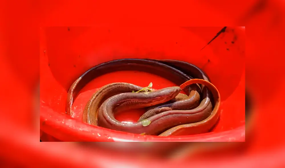 Un video viral de YouTube muestra el momento en que un joven usa pasta dental para atrapar extrañas criaturas. Un video viral de YouTube muestra el momento en que un joven usa pasta dental para atrapar extrañas criaturas.