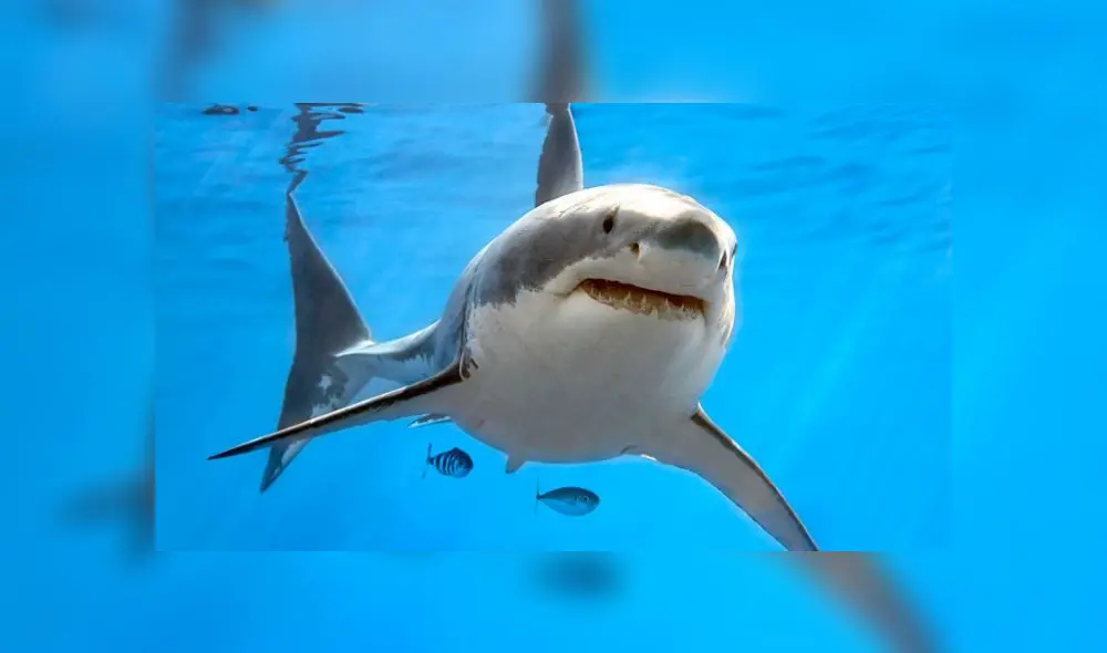 Se desconoce la especie del tiburón involucrado. Fuente: www.globallookpress.com / foto referencial.